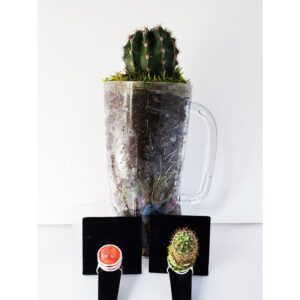 Interchangeable Living Cactus & Marble Ring & Boot Planter